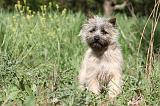 CAIRN TERRIER 165